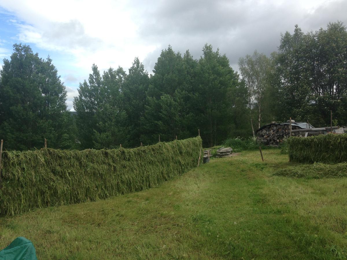 Ivaregga Vinterstua Tolga Luaran gambar